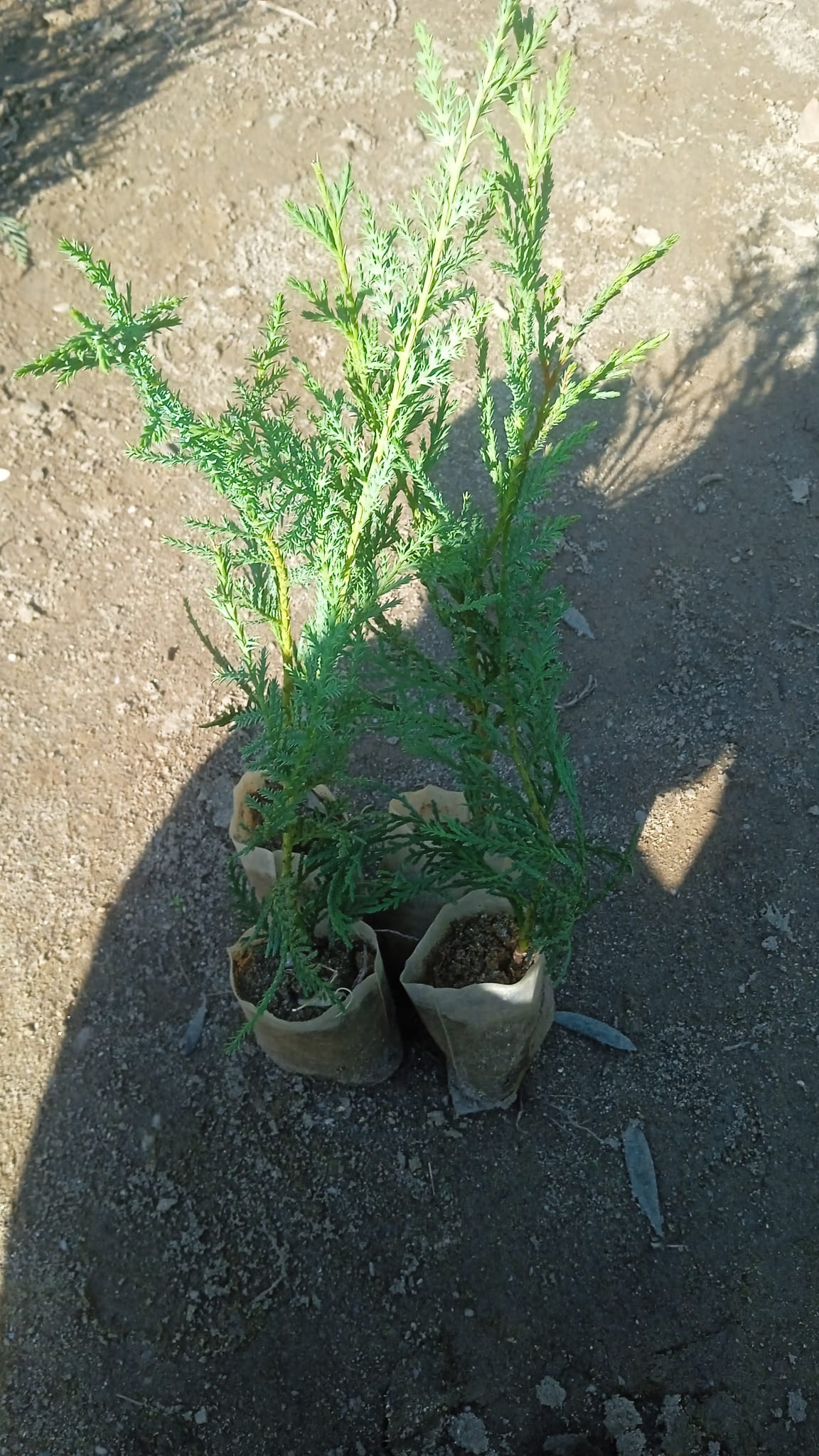 Almina Çiçekçilik 